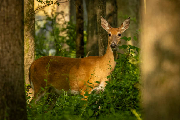 istock White-tailed Doe stops in a sunbeam in the woods 1459220281