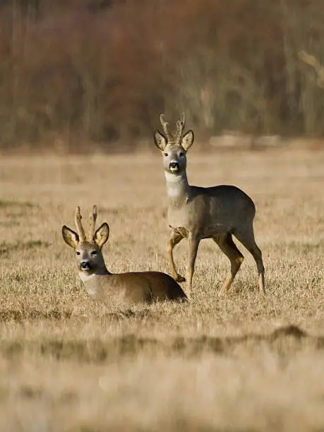roe-deers