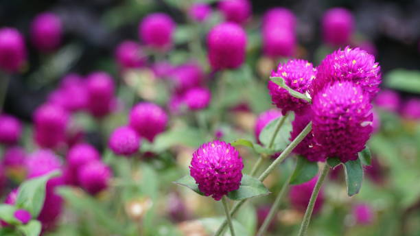 istock flower bed with pink flowers 1459220510