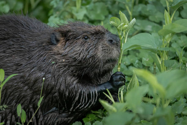 istock Beaver eating greens in the marsh 1459220579