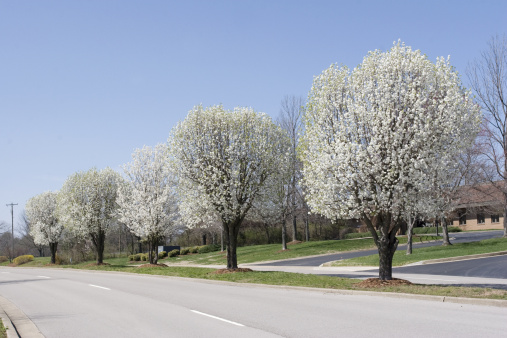A city street is lined with bloomed Bradford Pear trees in Spring.
