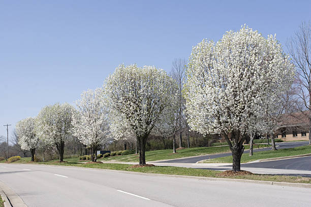 Row of Bradford Pear Trees in Spring A city street is lined with bloomed Bradford Pear trees in Spring. bradford pear fruit stock pictures, royalty-free photos & images
