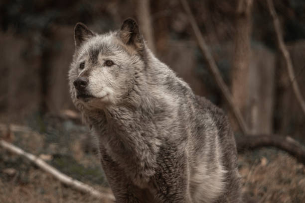 Gray Wolf at the National Zoo in Washington, DC