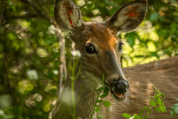 istock White-tailed doe looking coy in the woods 1459222138