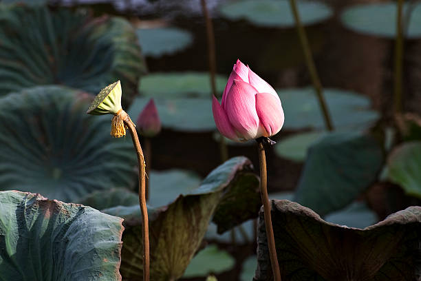 istock Lotus in citadel pond, Vietnam 145922244