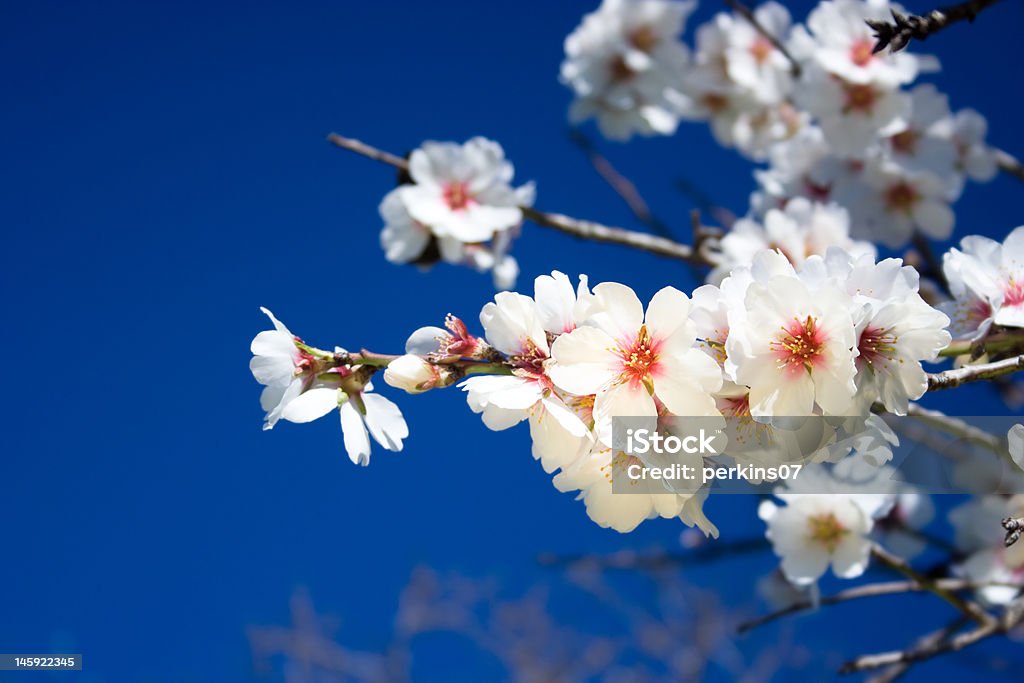 Almond tree flower Almond tree flower with nice clean blue background. Almond Tree Stock Photo