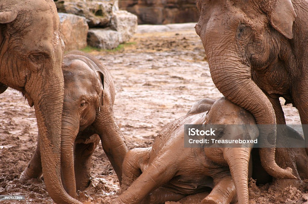 Familia de elefantes - Foto de stock de Adulto libre de derechos