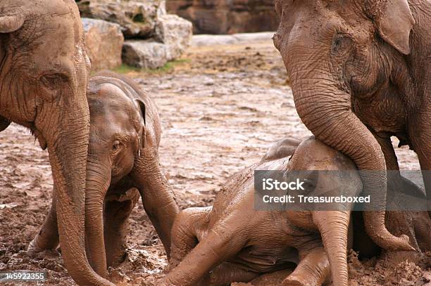 Familia De Elefantes Foto de stock y más banco de imágenes de Adulto - Adulto, Amor - Sentimiento, Animal