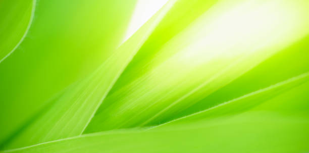 istock Abstract nature green blurred background nature leaf on greenery background in garden with copy space using as background wallpaper page concept. 1459223613