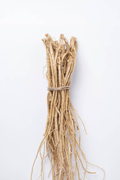 astrágalo - astragalus chinese medicine root plants fotografías e imágenes de stock