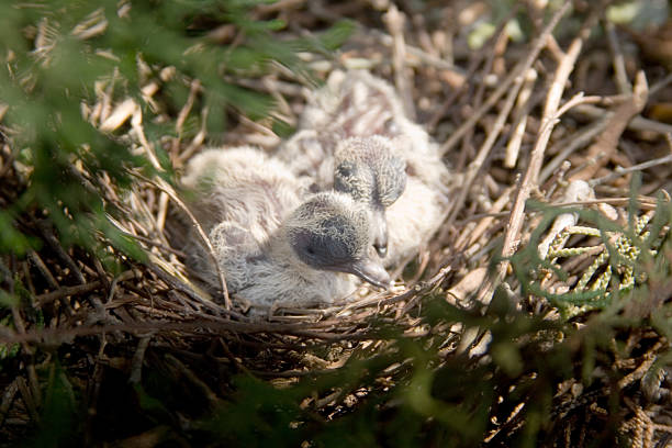 istock Baby Mourning Doves 145922527