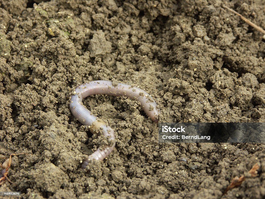 earthworm the big long earthworm Crawling Stock Photo