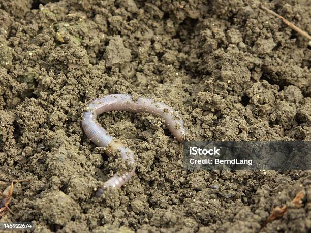 Earthworm Stock Photo - Download Image Now - Crawling, Dirt, Worm