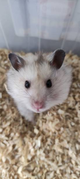 istock cute little hamster is looking at the camera 1459227688