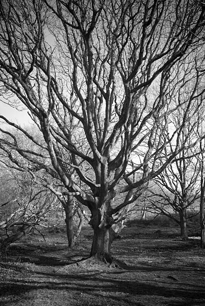 istock Black and White Tree On A Sunny Winters Day 145922804
