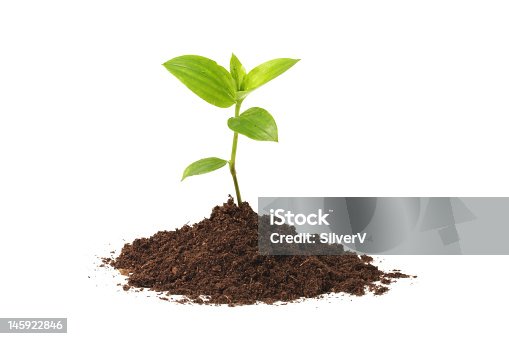 istock Young seedling growing out of soil over a white background 145922846