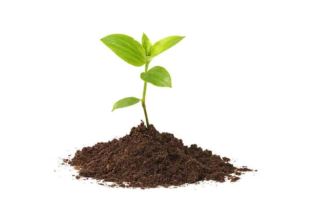 Photo of Young seedling growing out of soil over a white background