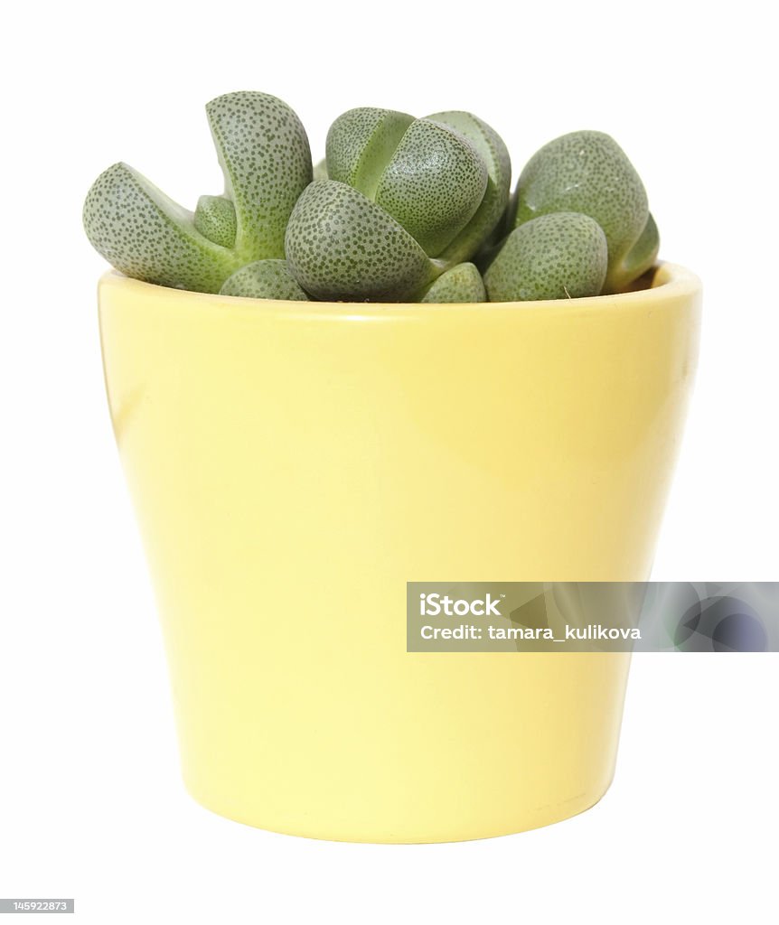 Lithops, 19 Lithops (pebble plant, living stone) in a yellow pot, isolated Beauty Stock Photo