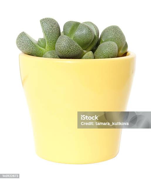 Lithops 19 Stock Photo - Download Image Now - Beauty, Beauty In Nature, Botany