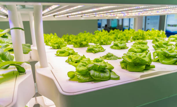 istock Greenhouse vegetables Plant with Led Light Indoor Farm Technology 1459229000