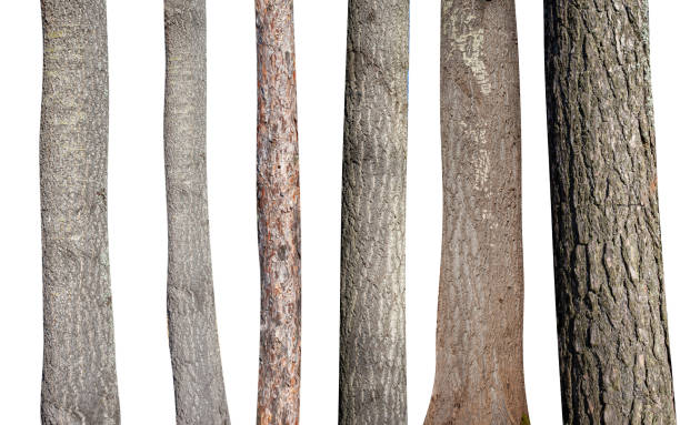 set of natural tree trunks isolated on white
