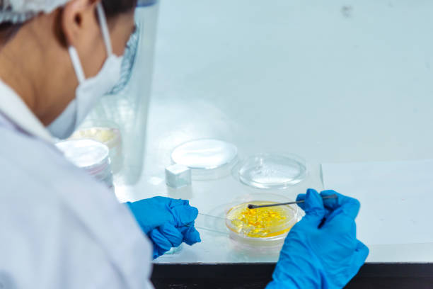istock Close up Scientist man hands look at Glass Petri Dish use Microscope research in science laboratory. Crop biochemistry scientist hands using fungi Glass Petri Dish in laboratory chemistry medical lab 1459229590
