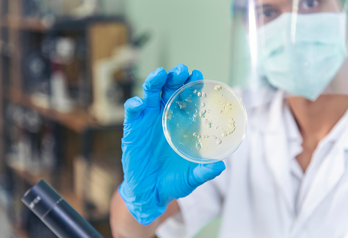 Close up Scientist man hands look at Glass Petri Dish use Microscope research in science laboratory. Crop biochemistry scientist hands using fungi Glass Petri Dish in laboratory chemistry medical lab