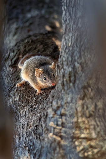 Yellow-footed antechinus in the Central Victorian bushland