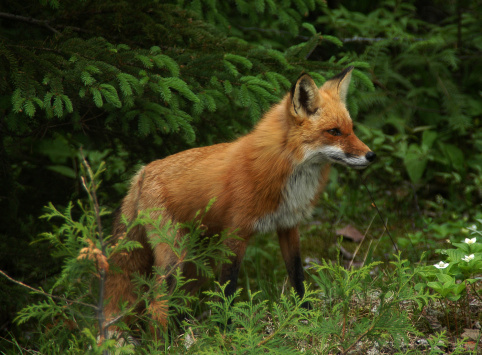 A vixen fox patrols a deep New England forest.