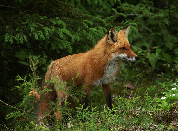 Forest vixen A vixen fox patrols a deep New England forest. red fox photos stock pictures, royalty-free photos & images
