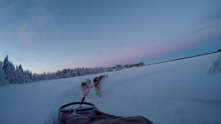 Finnish sled dogs returning to the Arctic farm