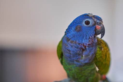 beautiful parrot with blue head and green body, blurred background with space on the left