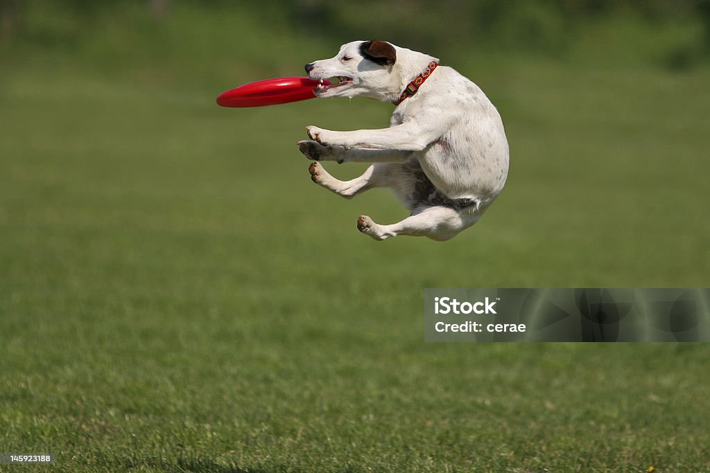 Funny catching Jack russel terier during a funny frisbee catch... Dog Stock Photo