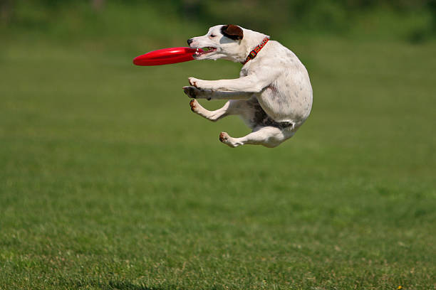 Funny catching Jack russel terier during a funny frisbee catch... plastic disc stock pictures, royalty-free photos & images