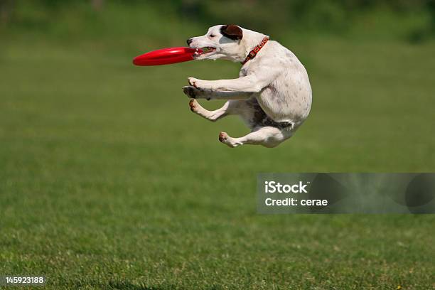 Забавный Ловить — стоковые фотографии и другие картинки Собака - Собака, Летающая тарелка, Ловить
