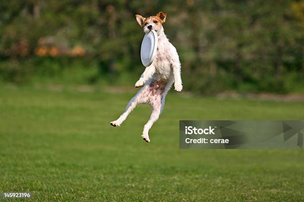 Забавный Фрисби Catch — стоковые фотографии и другие картинки Собака - Собака, Летающая тарелка, Прыгать
