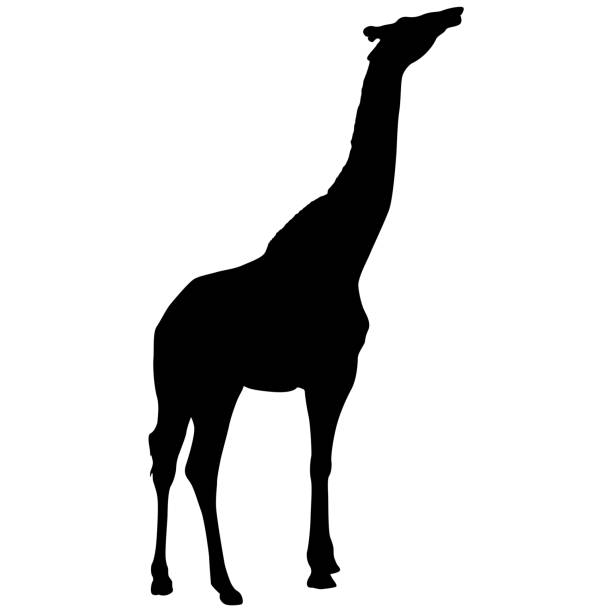istock Silhouette of a high African giraffe on a white background 1459233050