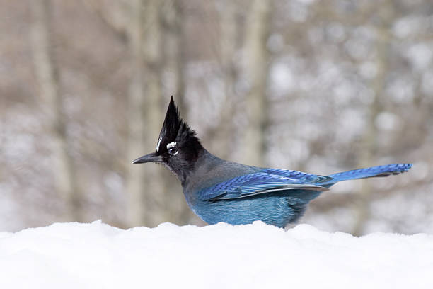 steller s jay na neve - red river imagens e fotografias de stock