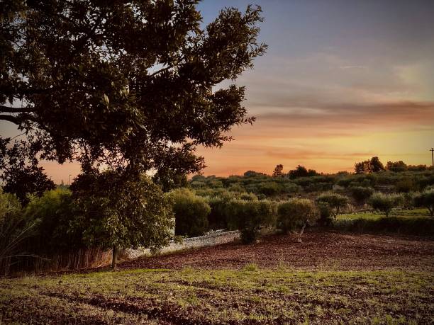 parte di una serie di tramonti tra gli uliveti di puglia - footpath field nature contemplation foto e immagini stock