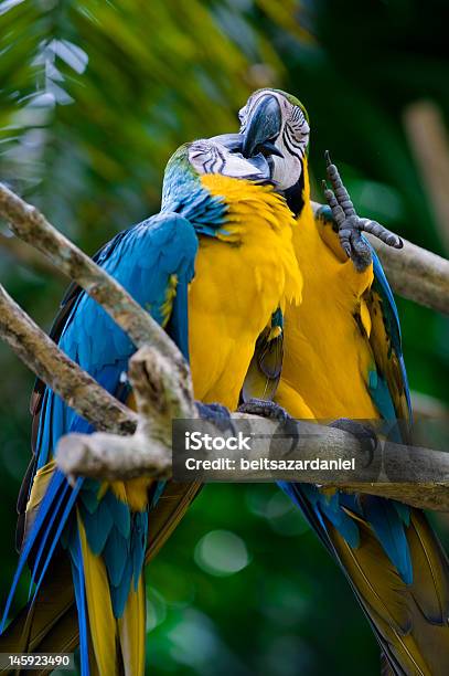 Romantic Blue And Yellow Macaws Stock Photo - Download Image Now - Animal, Animal Wildlife, Animals In The Wild