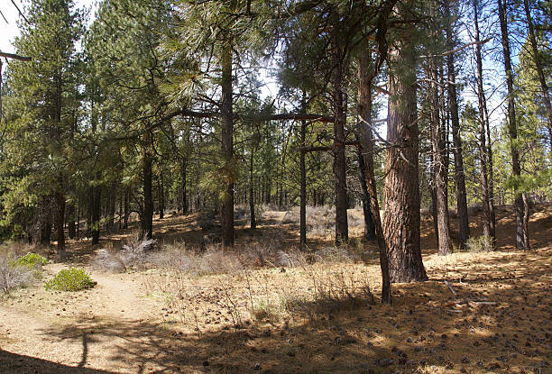 istock Panorama, ponderosa pines and forest floor 145923601
