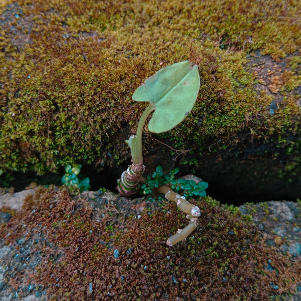 istock A young taro plant grows in a mossy concrete crack 1459237678