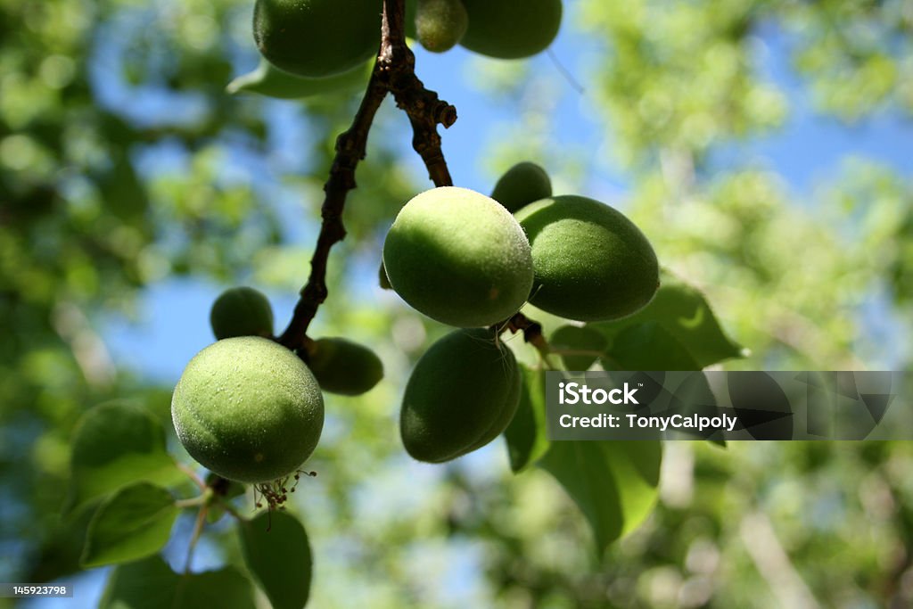 green apple green apples on the branch Apple - Fruit Stock Photo