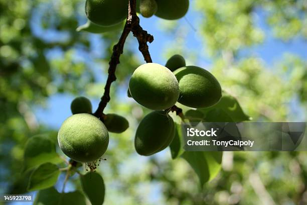 Green Apple Stock Photo - Download Image Now - Apple - Fruit, Branch - Plant Part, Food