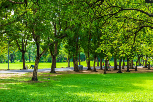 istock Green meadow with tree in city public park after rainy 1459238178
