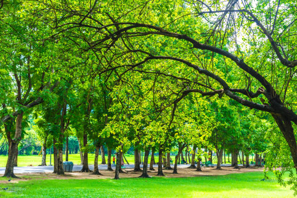 istock Green city public park with tree and meadow 1459238823