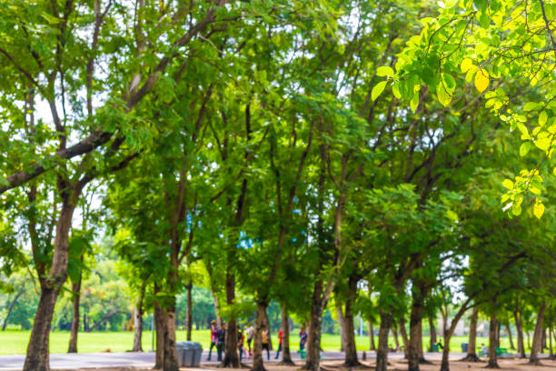 istock Greentree forest with meadow city park 1459238944