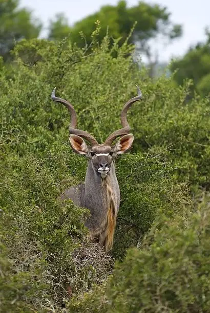 Photo of Majestic Kudu