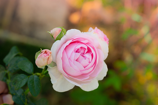 Beautiful Japanese pink rose flower plant in nature with sun light