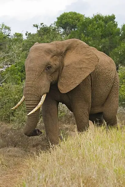 Photo of Approaching Elephant